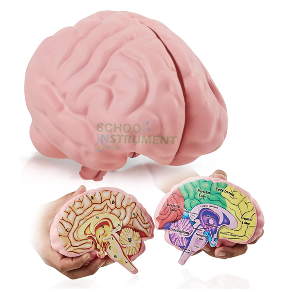 Brain Model, 3-Part